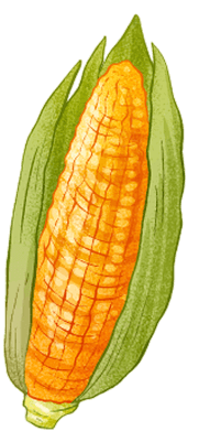 corn image